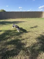 Koda, a female Siberian Husky for sale in Joshua, TX – 8 of 10