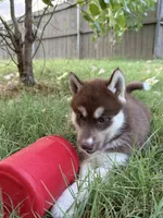 Maggie, a female Siberian Husky for sale in Joshua, TX – 2 of 10