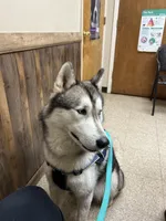 Mugsy, a male Siberian Husky for sale in Joshua, TX – 2 of 10