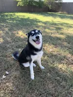 Koda, a female Siberian Husky for sale in Joshua, TX – 6 of 10