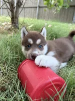 Maggie, a female Siberian Husky for sale in Joshua, TX – 8 of 10