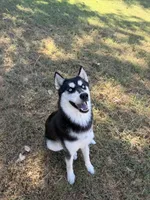 Koda, a female Siberian Husky for sale in Joshua, TX – 9 of 10