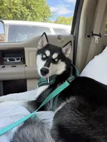 Koda, a female Siberian Husky for sale in Joshua, TX – 4 of 8