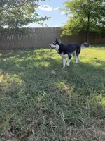 Koda, a female Siberian Husky for sale in Joshua, TX – 10 of 10