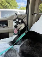 Koda, a female Siberian Husky for sale in Joshua, TX – 2 of 8
