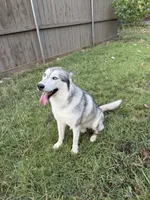 Mugsy, a male Siberian Husky for sale in Joshua, TX – 8 of 10