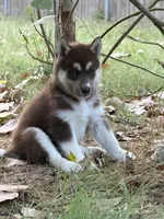 Maggie, a female Siberian Husky for sale in Joshua, TX – 7 of 10