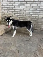 Koda, a female Siberian Husky for sale in Joshua, TX – 6 of 8