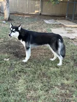 Koda, a female Siberian Husky for sale in Joshua, TX – 3 of 8