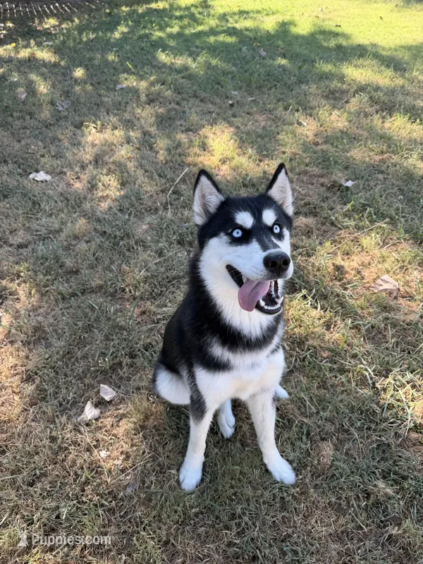 Koda – Siberian Husky puppy for sale in Joshua, TX