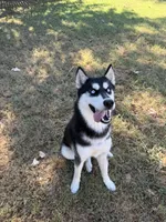 Koda, a female Siberian Husky for sale in Joshua, TX – 1 of 10