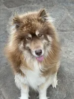 June, a  Siberian Husky for sale in Joshua, TX – Photo 1 of 2