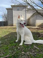 June, a  Siberian Husky for sale in Joshua, TX – Photo 2 of 2