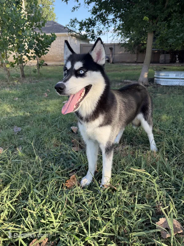 Koda – Siberian Husky puppy for sale in Joshua, TX