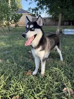 Koda, a female Siberian Husky for sale in Joshua, TX – 1 of 8
