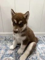 Maggie, a female Siberian Husky for sale in Joshua, TX – 3 of 10