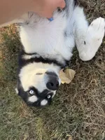 Koda, a female Siberian Husky for sale in Joshua, TX – 5 of 10