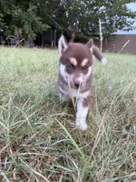 Maggie, a female Siberian Husky for sale in Joshua, TX – 5 of 10