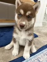 Maggie, a female Siberian Husky for sale in Joshua, TX – 1 of 10