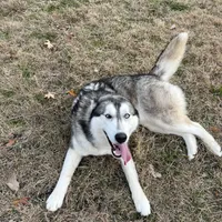 Mugsy, a male Siberian Husky for sale in Joshua, TX – Photo 3 of 7