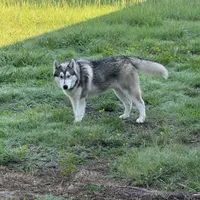 Mugsy, a male Siberian Husky for sale in Joshua, TX – Photo 2 of 7