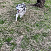 Mugsy, a male Siberian Husky for sale in Joshua, TX – Photo 7 of 7