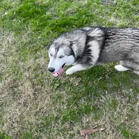 Mugsy, a male Siberian Husky for sale in Joshua, TX – Photo 6 of 7
