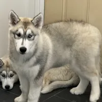 Mugsy, a male Siberian Husky for sale in Joshua, TX – Photo 5 of 7