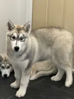 processed/5195a852-af31-4bd5-a9ab-21ea620f0721/listing/e5a92c90-2178-487b-ac37-ed89b4ab81e0/d9bfa213-1168-4fe1-ba53-a657e486388f