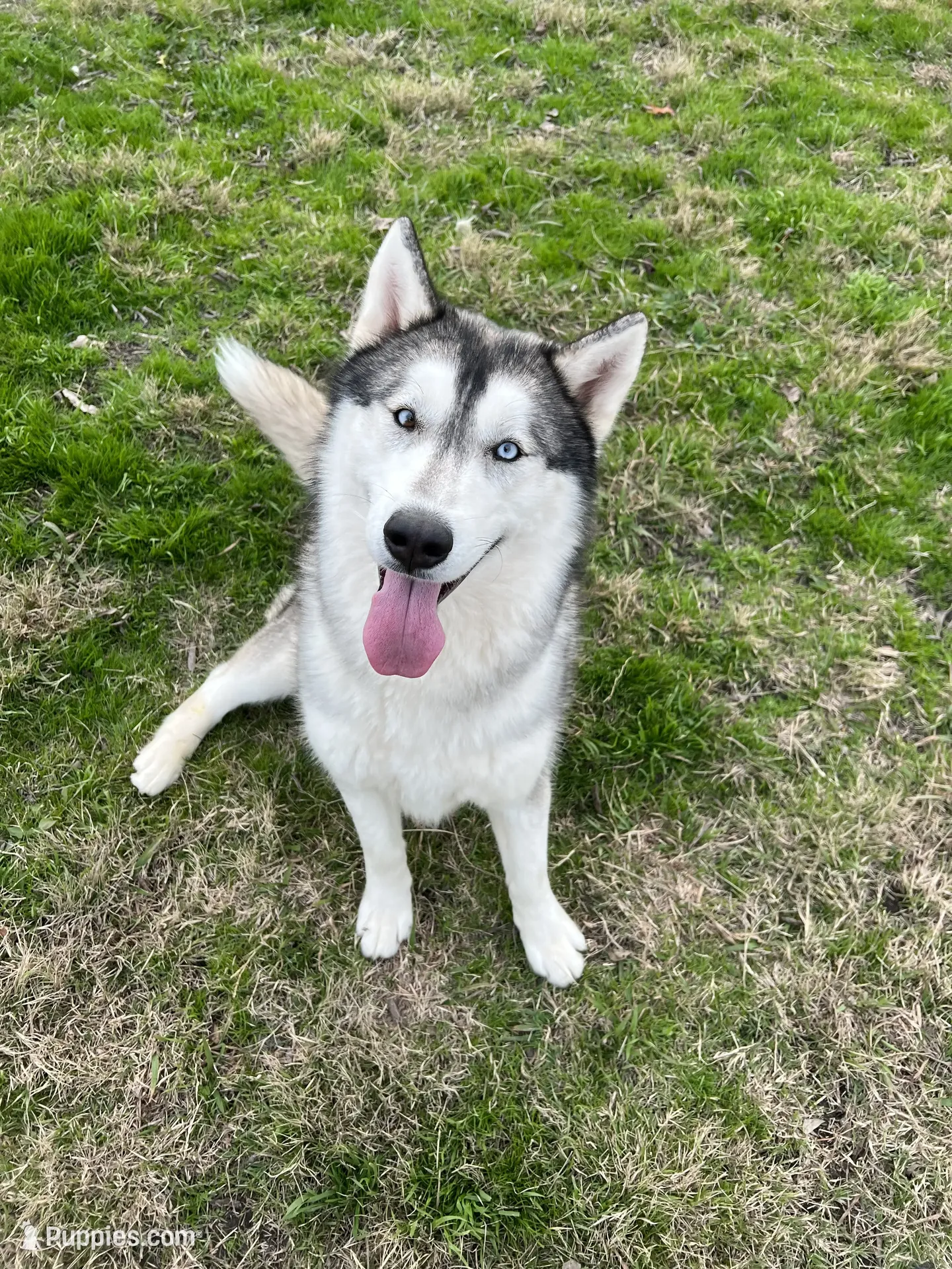 Mugsy – Siberian Husky Puppy for Sale in Joshua, TX | Puppies.com