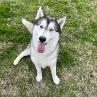 Mugsy, a male Siberian Husky for sale in Joshua, TX – Photo 1 of 7