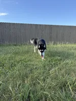 Koda, a female Siberian Husky for sale in Joshua, TX – 7 of 8