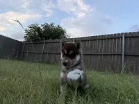 Maggie, a female Siberian Husky for sale in Joshua, TX – 6 of 10