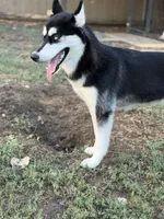 Koda, a female Siberian Husky for sale in Joshua, TX – 5 of 8