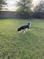 Koda, a female Siberian Husky for sale in Joshua, TX – 8 of 8