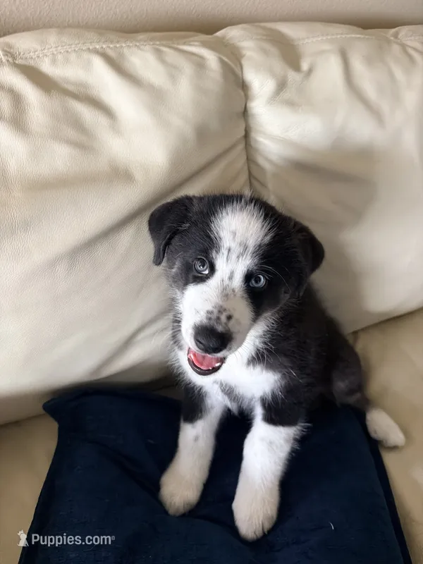 Panda  – Border Collie, Alaskan Husky puppy for sale in Lake Forest, CA