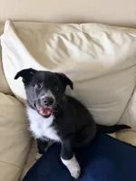 Foxy, a female Border Collie for sale in Lake Forest, CA – 2 of 4