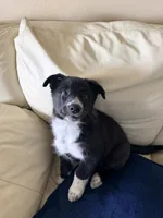 Foxy, a female Border Collie for sale in Lake Forest, CA – 3 of 4