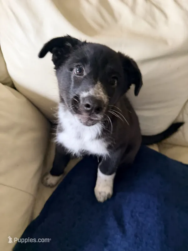 Foxy – Border Collie puppy for sale in Lake Forest, CA