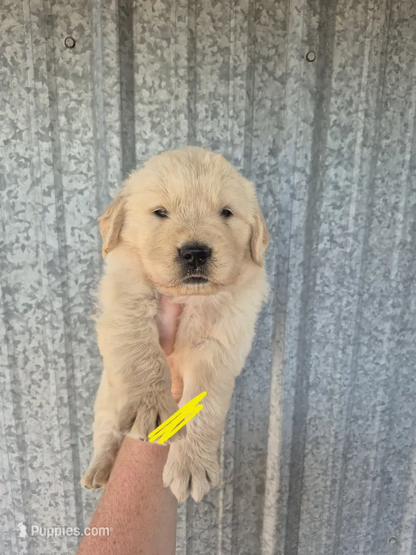 Yellow  – Golden Retriever puppy for sale in Wasola, MO