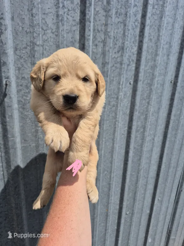Light Pink  – Golden Retriever puppy for sale in Wasola, MO