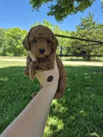 Mini male black, a male Poodle - Miniature  for sale in Wasola, MO – 1 of 3