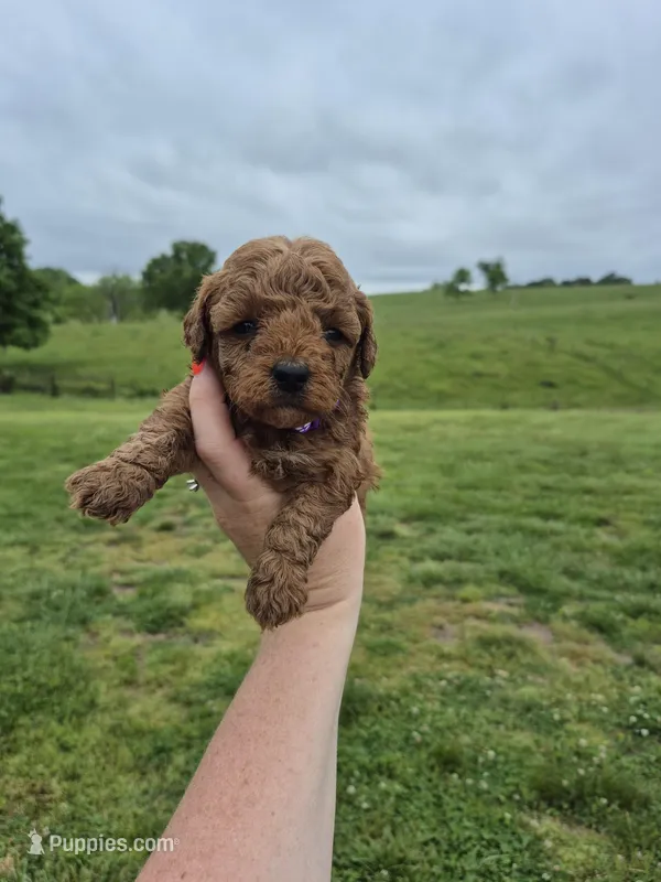 Purple mini female – Poodle - Miniature  puppy for sale in Wasola, MO