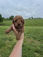 Purple mini female, a female Poodle - Miniature  for sale in Wasola, MO – 1 of 2