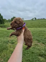 Purple mini female, a female Poodle - Miniature  for sale in Wasola, MO – 2 of 2