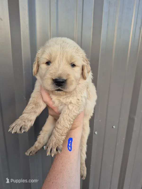Dark blue  – Golden Retriever puppy for sale in Wasola, MO