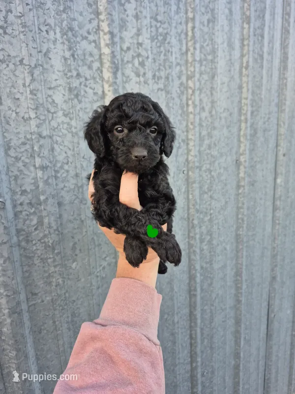Green toy male – Poodle - Toy  puppy for sale in Wasola, MO