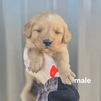 Red male, a male Golden Retriever for sale in Wasola, MO – Photo 2 of 7