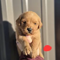 Red male, a male Golden Retriever for sale in Wasola, MO – Photo 4 of 7