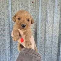Red male, a male Golden Retriever for sale in Wasola, MO – Photo 3 of 7